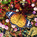 Indian Fritillary