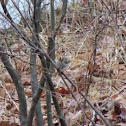 Golden-crowned kinglet