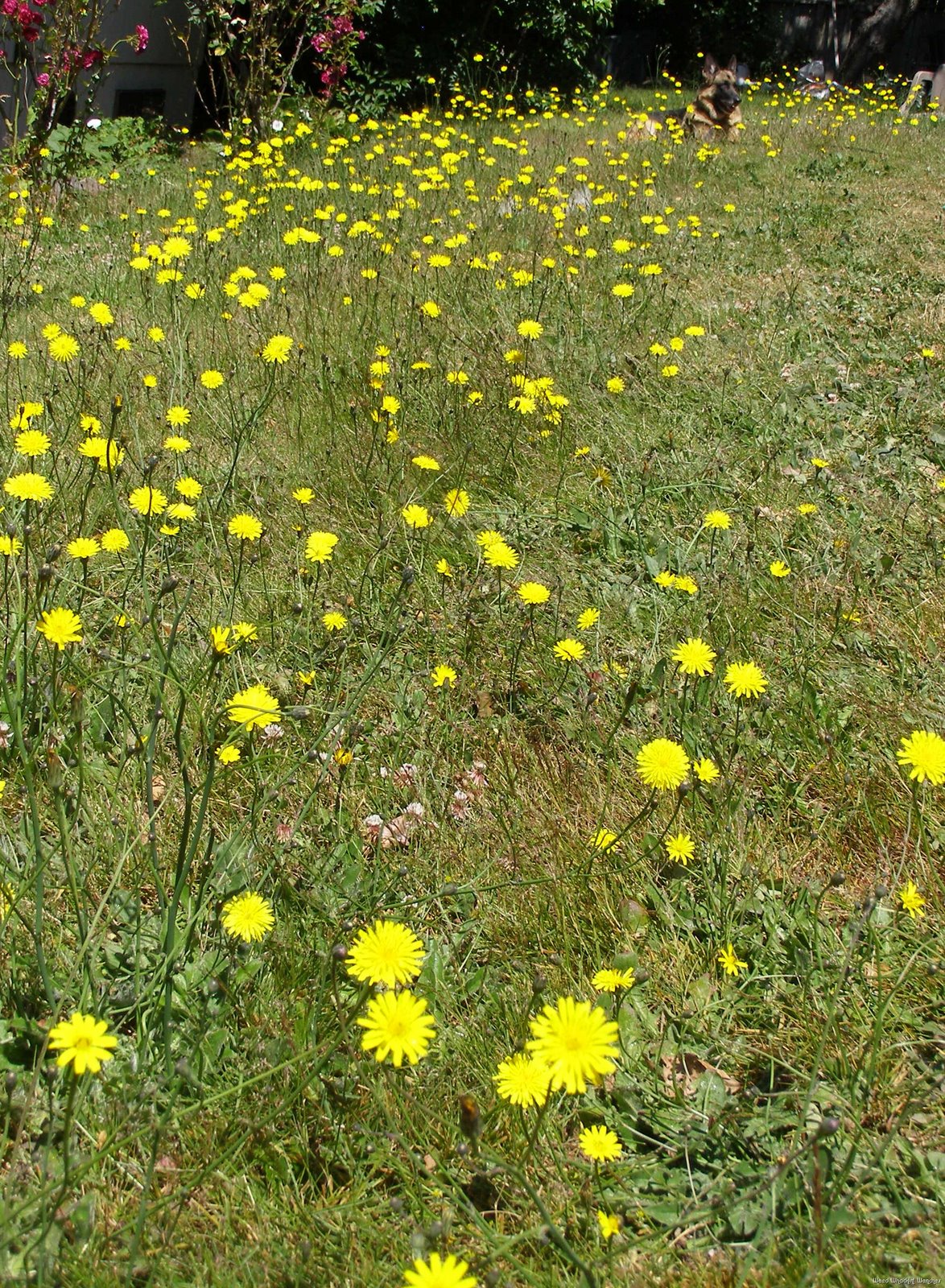 [dandelions6.jpg]