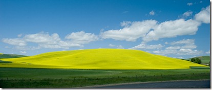 summer field summer field
