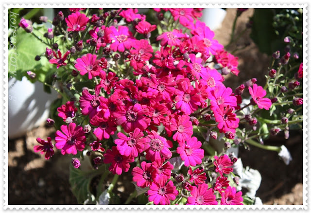 pink flower, flower in korea, ดอกไม้สีชมพู, ดอกไม้เกาหลี