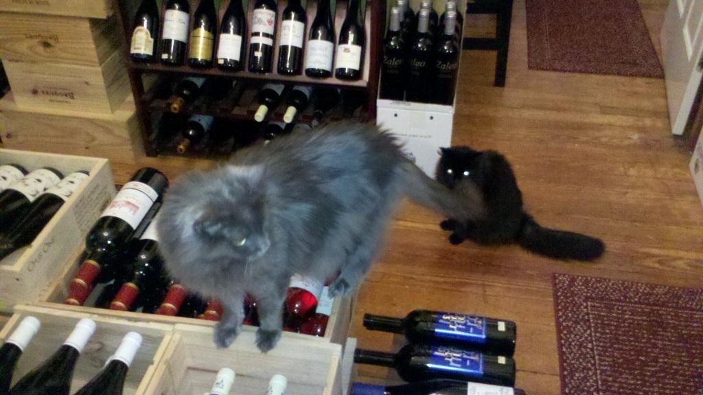 [Wine cats[3].jpg]