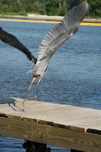Weeks Bay bird
