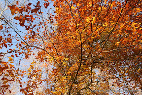 The most vibrant tree remaining on the trail in Forsyth.  Just North of Union Hill.