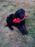 Dog N Bandana Dog N Bandana