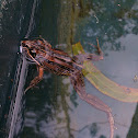 Striped Marsh Frog