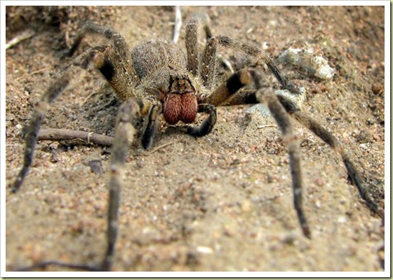 07 most poisonous animals in the world wandering spider1 10 Binatang Paling Beracun Di Dunia
