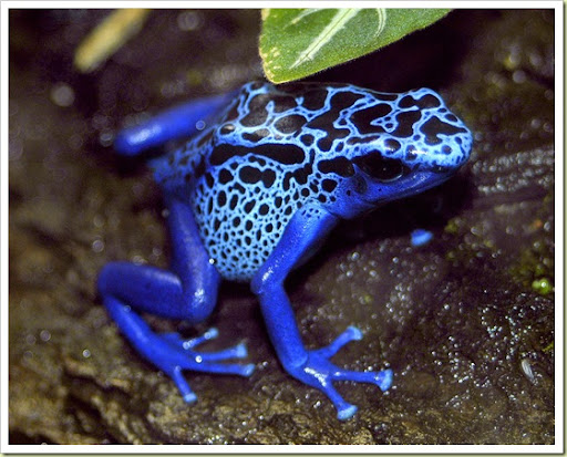 09-most-poisonous-animals-in-the-world-dart-frog.jpg