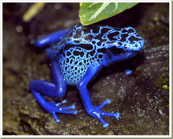 09 most poisonous animals in the world dart frog 10 Binatang Paling Beracun Di Dunia