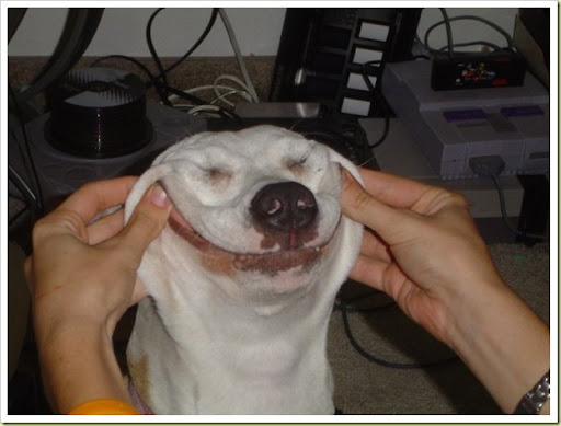 funny looking dogs. Dog with a smile