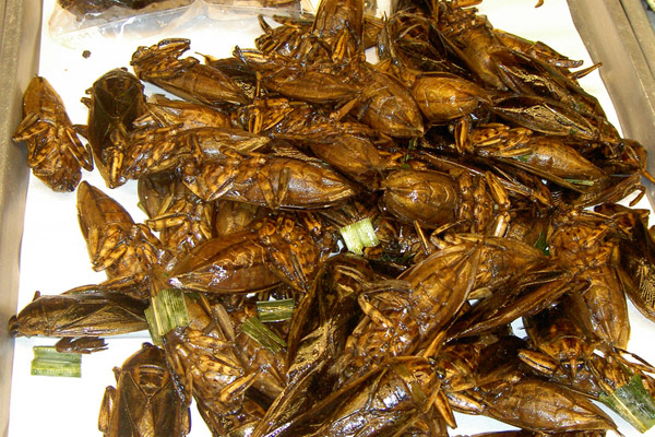 من 1 الى 5 وعزم عضو على اكلة - صفحة 4 Deep-fried-cockroaches