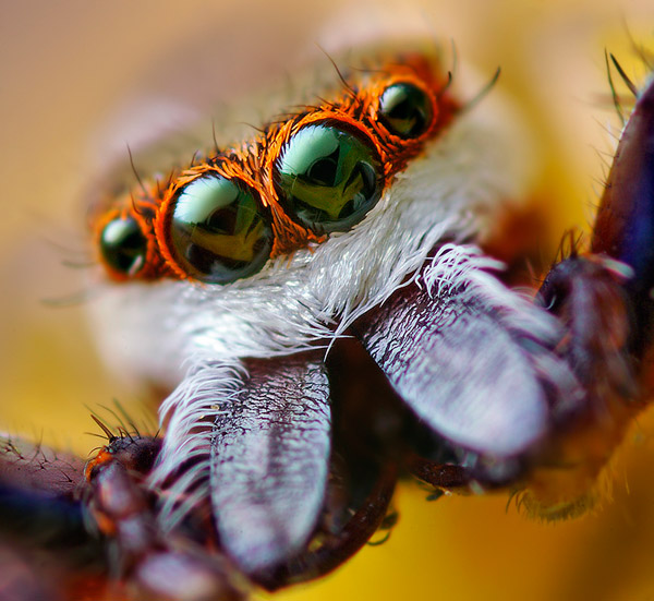 eye-macros-jumping-spider1.jpg