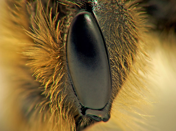 Глаза одиночной пчелы