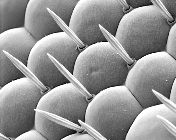 Фотография глаза мухи, сделанная с помощью электронного микроскопа