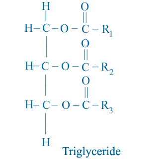 [Triglyceride01[4].gif]