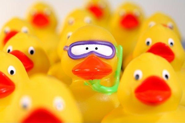 [swimmer duck[3].jpg]