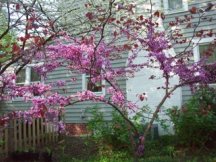 Michelle's Redbud Tree at the Saltzinger's Home