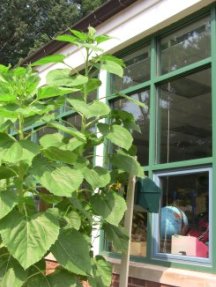 Russian Mammoth Sunflowers ready to bloom at Taylor ES