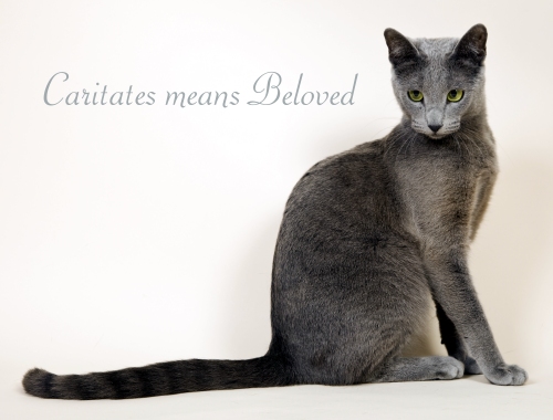 Russian Blue Cats by Caritates Cattery