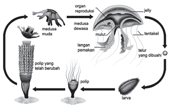 Siklus hidup ubur-ubur