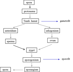 Metagenesis Lumut