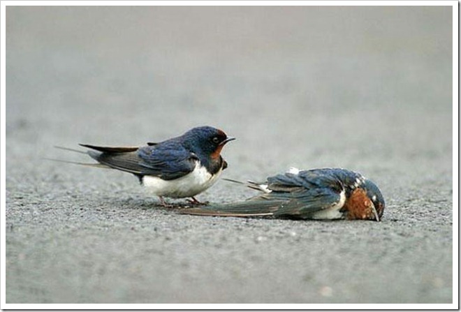 image003 image003