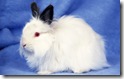 rabbit 3 desktop widescreen wallpaper