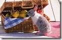rabbit 38 desktop widescreen wallpaper