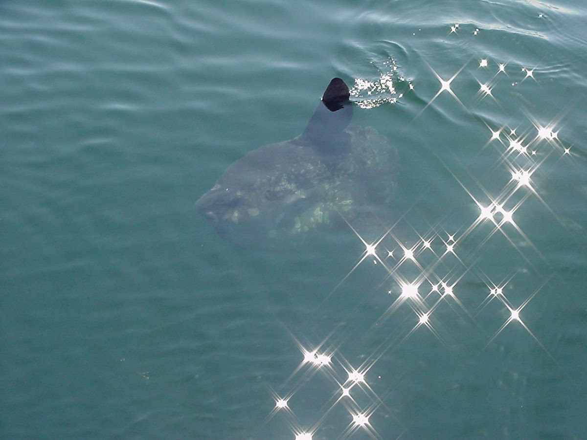 Ocean Sunfish
