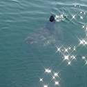 Ocean Sunfish