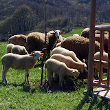 DSC_4633.JPG