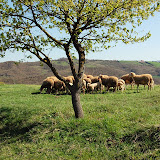 DSC_4665.JPG