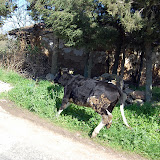 DSC_4699.JPG