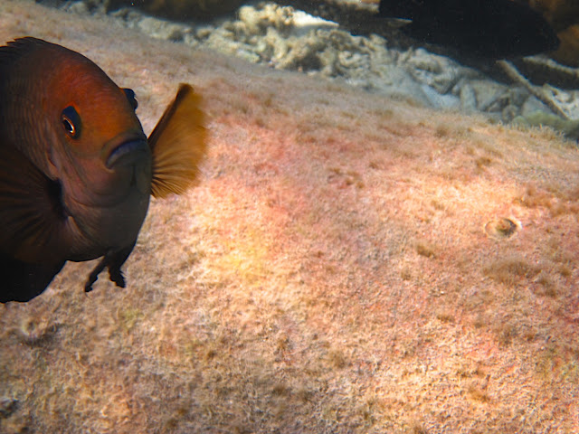 Fand er hier nicht so lustig und biss mir ins Bein. Ein so genannter Dackelfisch :P