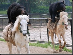 bear-horse-race