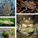 [frogs2[3].jpg]