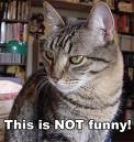 [unfunnycat[10].jpg]