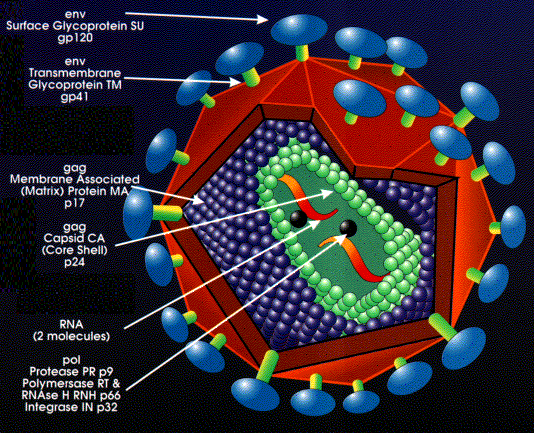 [virus21.gif]