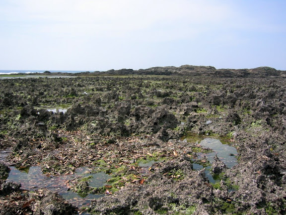 Dead coral reef at Haruta-hama, Yakushima
