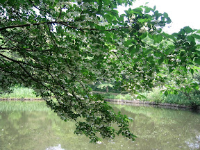 The grounds at the Tokyo Institute for Nature Study