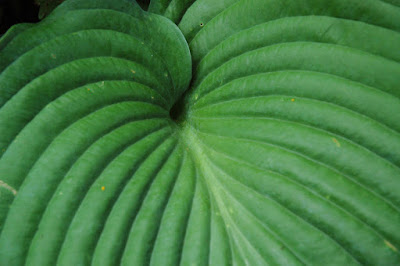 Hosta