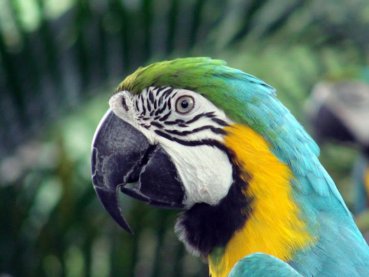  Jurong Bird Park