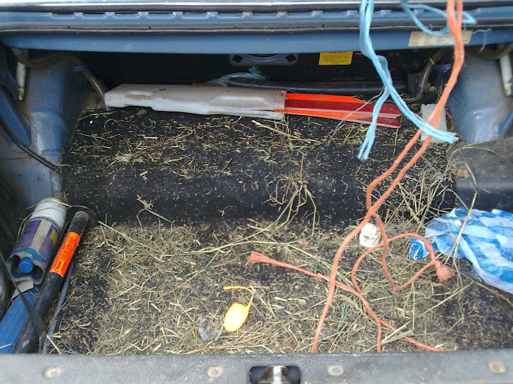 [Afbeelding: Afb0387.jpg]