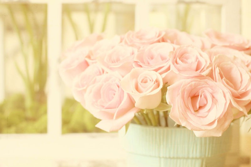 [pinkroses10.jpg]