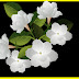 4Q_magnolia flower.jpg