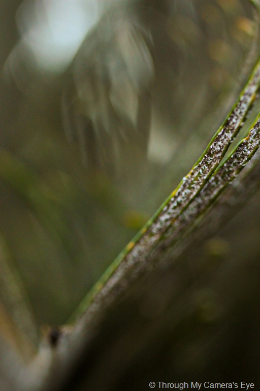 [sago-palm[2].jpg]