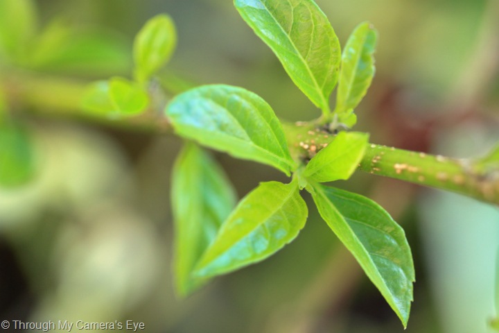 [leaf[4].jpg]