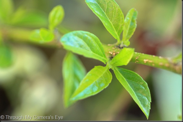 leaf