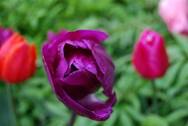 Fiori Viola al Keukenhof