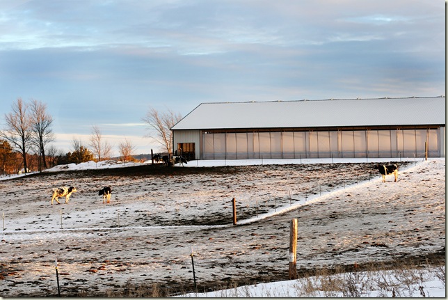 Heifer barn